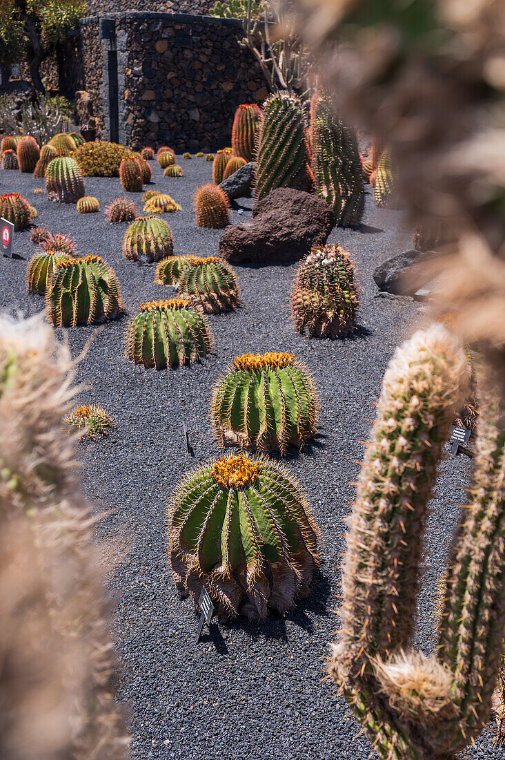 Der Jardin de Cactus (Kaktusgarten) ist ein wunderbares Beispiel für einen in die Landschaft integrierten architektonischen Eingriff, entworfen von Cesar Manrique auf Lanzarote, Kanarische Inseln, Spanien