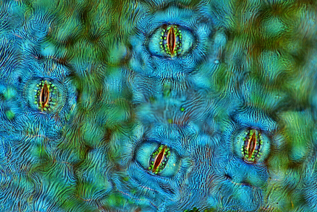 The image presents stomata in Spathiphyllum sp. leaf epidermis, photographed through the microscope in polarized light at a magnification of 100X\n