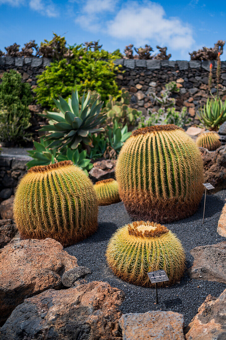 The Jardin de Cactus (Cactus garden) is a wonderful example of architectural intervention integrated into the landscape, designed by Cesar Manrique in Lanzarote, Canary Islands, Spain\n