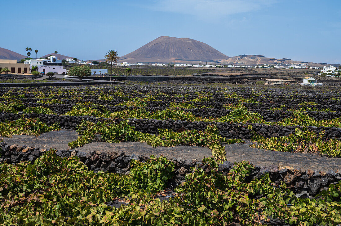 La Geria, Lanzarote's main wine region, Canary Islands, Spain\n