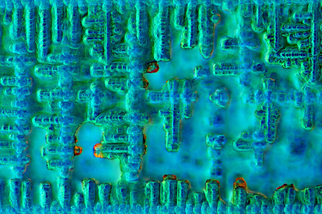 Das Bild zeigt kristallisierte Sojasauce, fotografiert durch das Mikroskop in polarisiertem Licht bei einer Vergrößerung von 100X