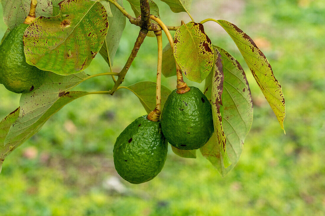 Fruit growing an Avocado tree, Persea americana, in the Caracol Archeological Reserve in the highlands of Belize.\n