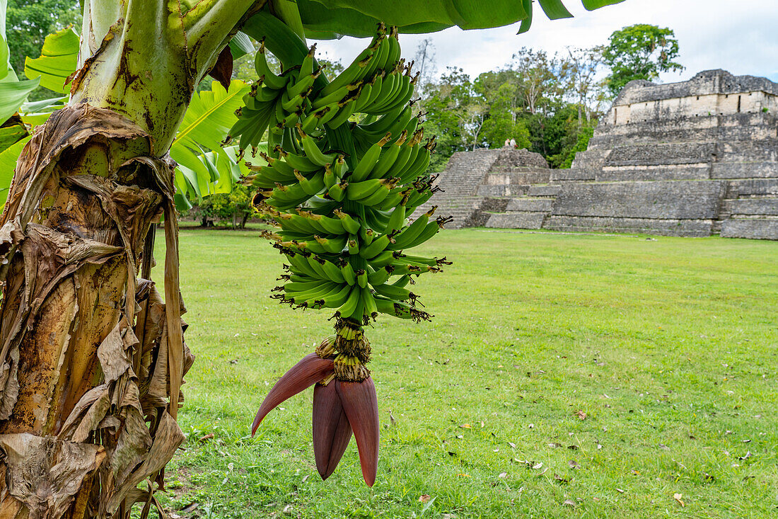 Bananen, die an einem Baum im archäologischen Reservat Caracol in Belize wachsen. Dahinter befinden sich die Ruinen der Maya-Pyramiden.