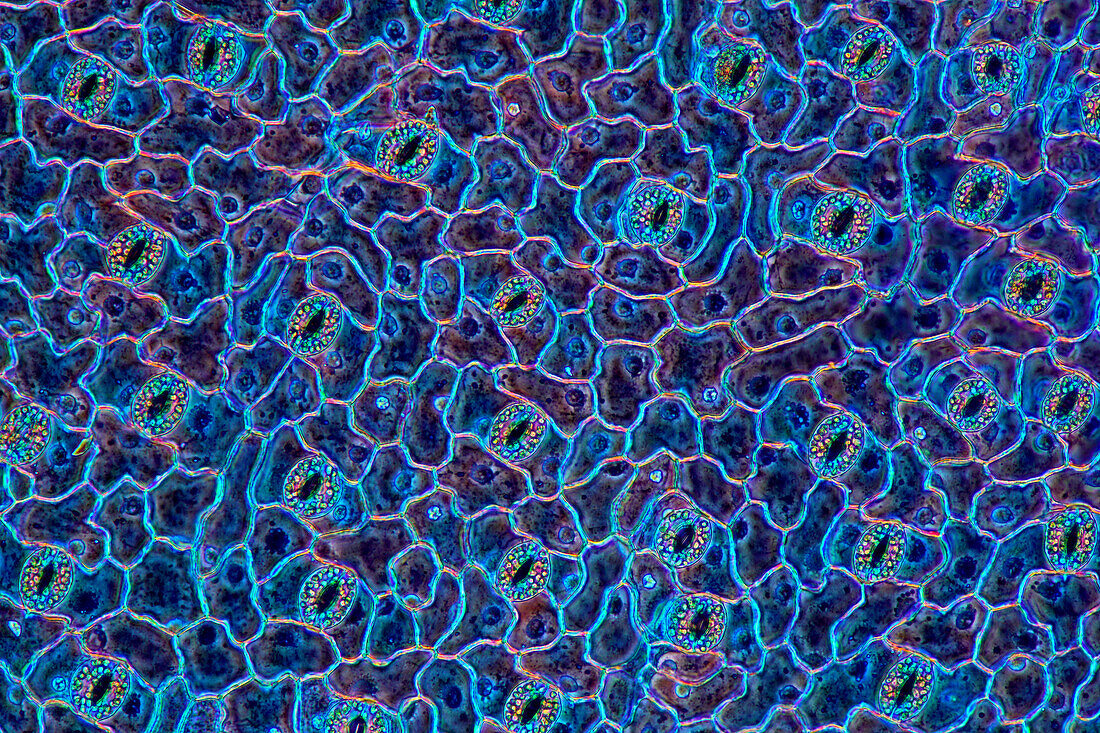 The image presents stomata in hosta leaf epidermis, photographed through the microscope in polarized light at a magnification of 100X\n