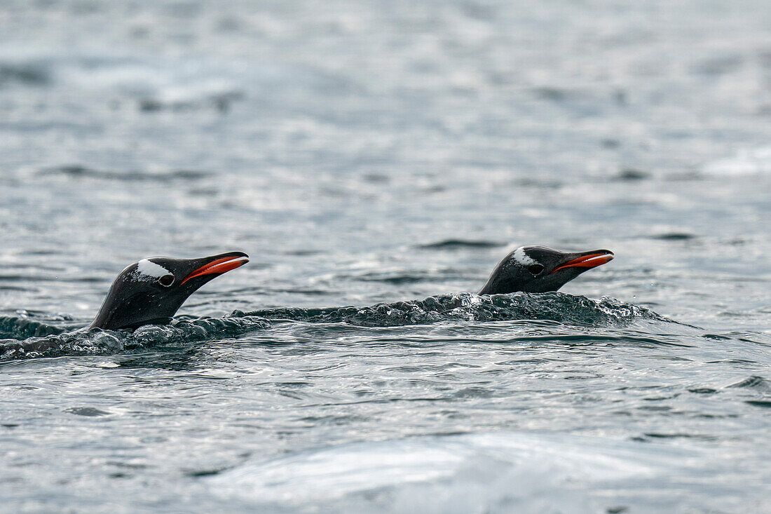 Gentoo penguins (Pygoscelis papua), Petermann Island, Antarctica.\n