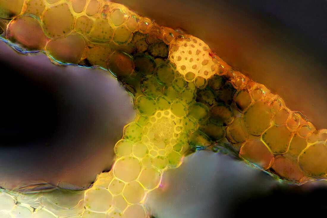 Das Bild zeigt den Schilfhalm im Querschnitt, fotografiert durch das Mikroskop in polarisiertem Licht bei einer Vergrößerung von 200X