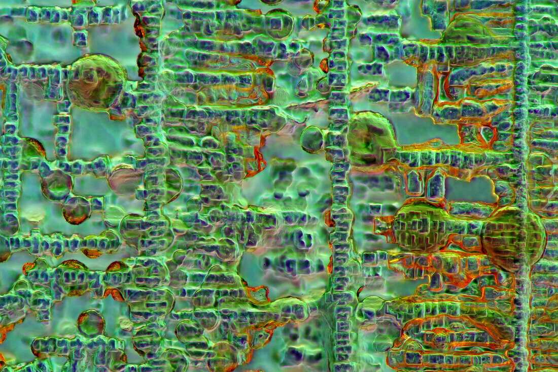 Das Bild zeigt kristallisierte Sojasauce, fotografiert durch das Mikroskop im polarisierten Licht bei einer Vergrößerung von 100X