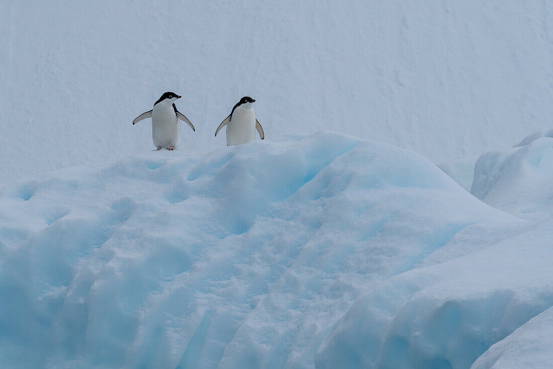 Adeliepinguin (Pygoscelis adeliae) Paar auf Eisberg, Paradise Bay, Antarktis.