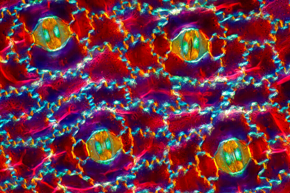The image presents stomata in Stromanthe sp. leaf epidermis, photographed through the microscope in polarized light at a magnification of 100X\n