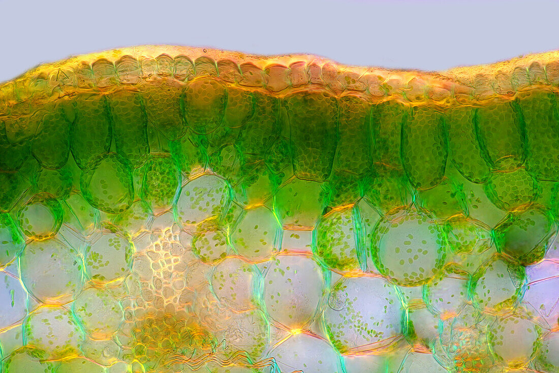 Das Bild zeigt das Palisadenmesophyll in einem Hyazinthenblatt (Querschnitt), fotografiert durch das Mikroskop in polarisiertem Licht bei einer Vergrößerung von 200X