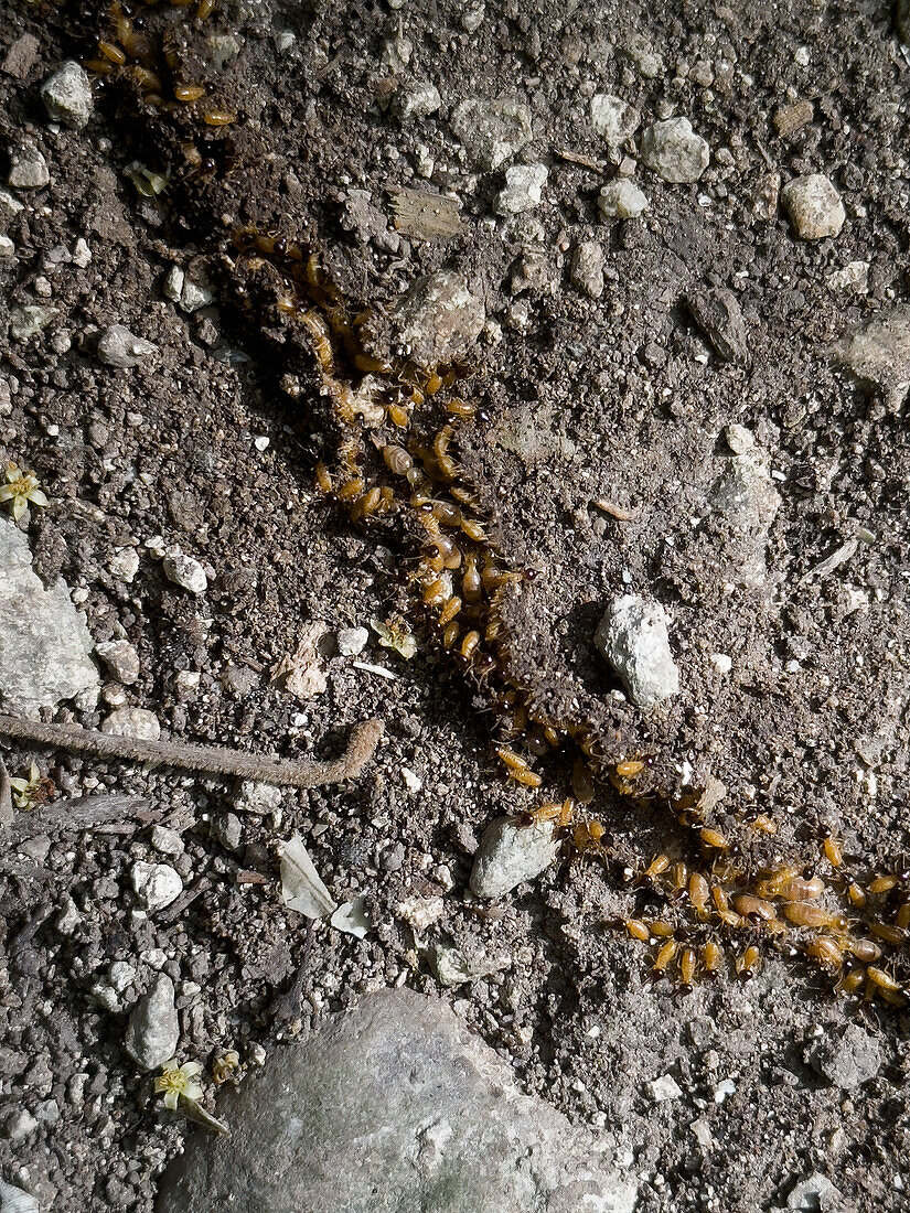 Düsenkopf- oder Kegelkopf-Termiten, Gattung Nasutitermes, auf dem Regenwaldboden in den Cahal Pech Ruinen, San Ignacio, Belize.