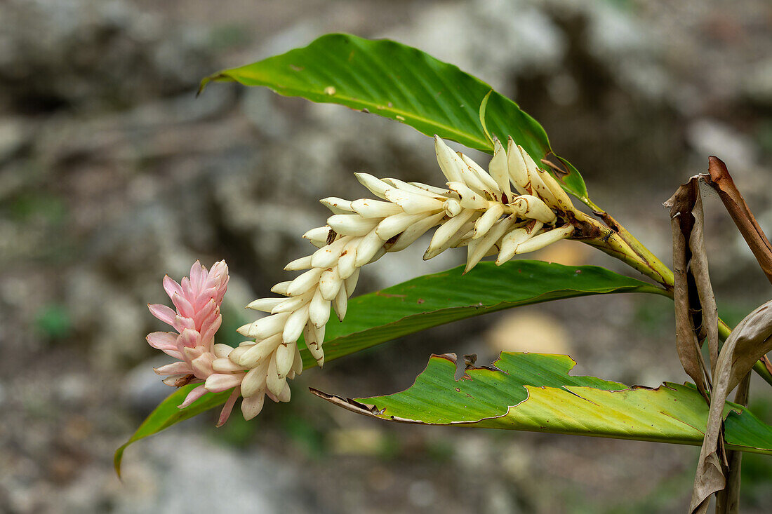 Pink Ginger, Alpinia purpurata, in the Cahal Pech Archeological Reserve in San Ignacio, Belize.\n