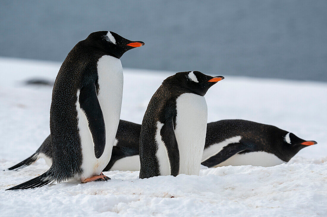 Gentoo penguins (Pygoscelis papua), Petermann Island, Antarctica.\n