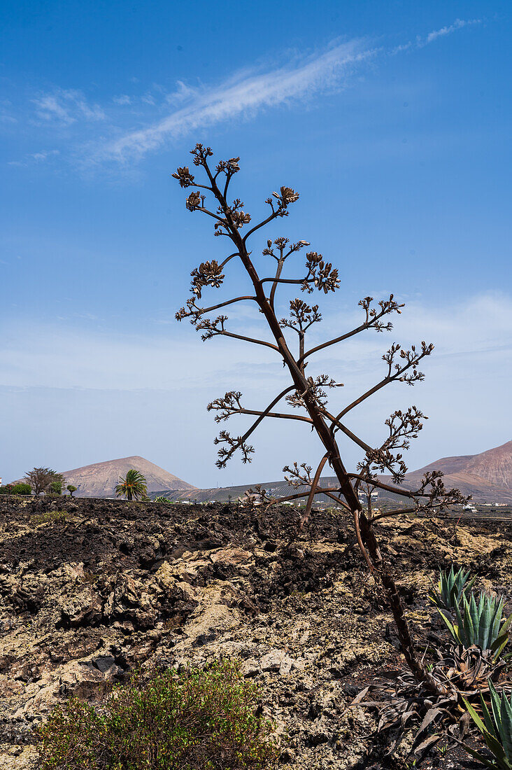 La Geria, Lanzarote's main wine region, Canary Islands, Spain\n