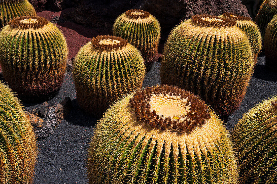 The Jardin de Cactus (Cactus garden) is a wonderful example of architectural intervention integrated into the landscape, designed by Cesar Manrique in Lanzarote, Canary Islands, Spain\n