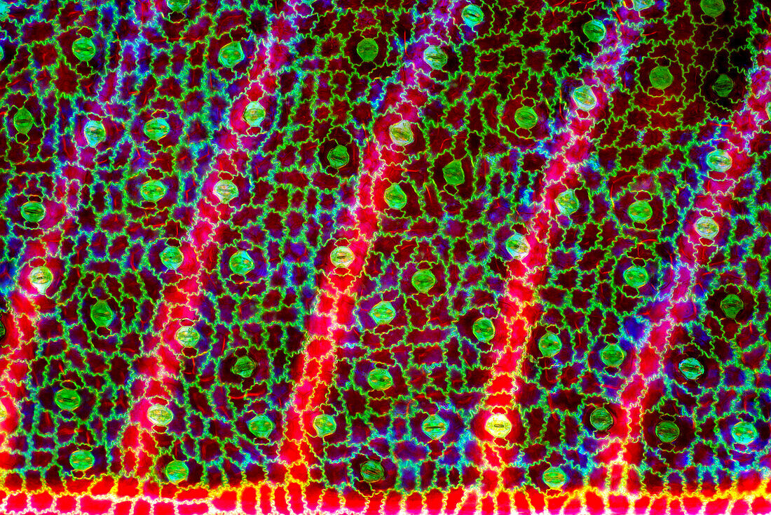 Das Bild zeigt Spaltöffnungen in der Blattepidermis von Stromanthe sp., fotografiert durch das Mikroskop in polarisiertem Licht bei einer Vergrößerung von 100X