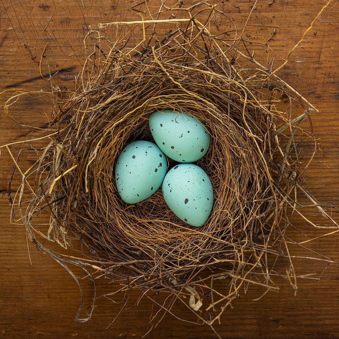 Three blue eggs in birds nest\n