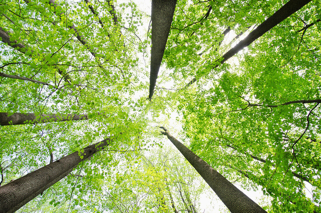 Niedriger Blickwinkel auf Yellow Poplar und Sugar Maple Bäume im Frühling