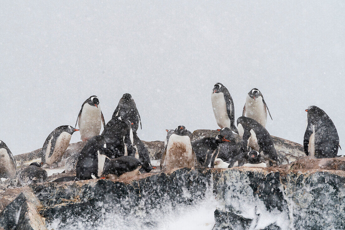 Gentoo penguins colony (Pygoscelis papua), Mikkelsen, Trinity Island, Antarctica.\n