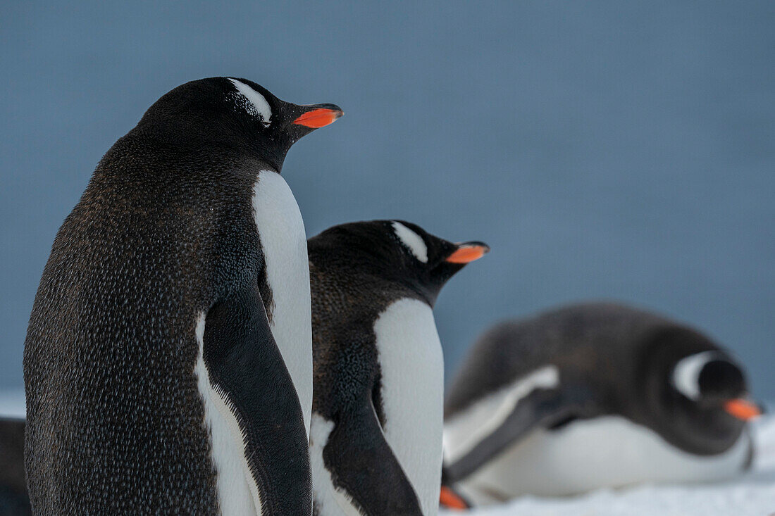 Gentoo penguins (Pygoscelis papua), Petermann Island, Antarctica.\n