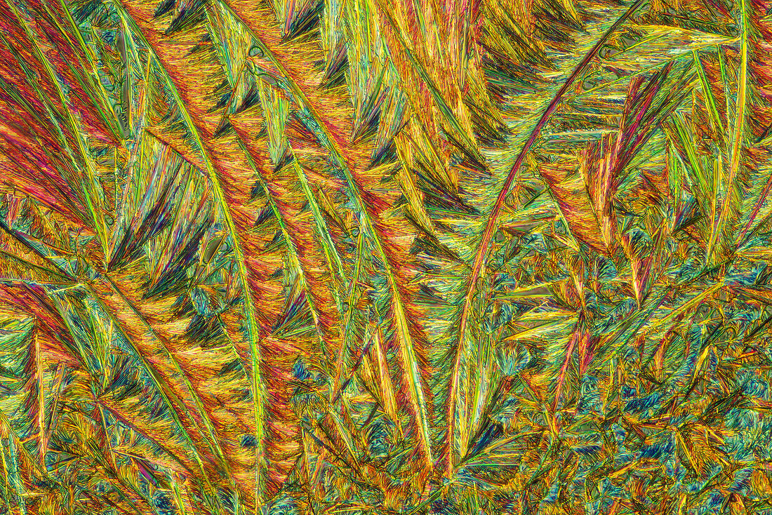 Das Bild zeigt kristallisierten Kallusentferner, fotografiert durch das Mikroskop in polarisiertem Licht bei einer Vergrößerung von 100X.