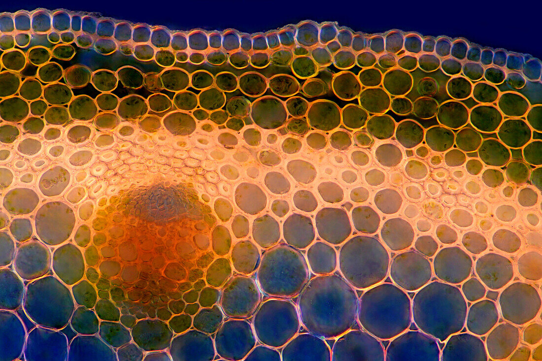 Das Bild zeigt Anemone sylvestris Stängel im Querschnitt, fotografiert durch das Mikroskop in polarisiertem Licht bei einer Vergrößerung von 200X