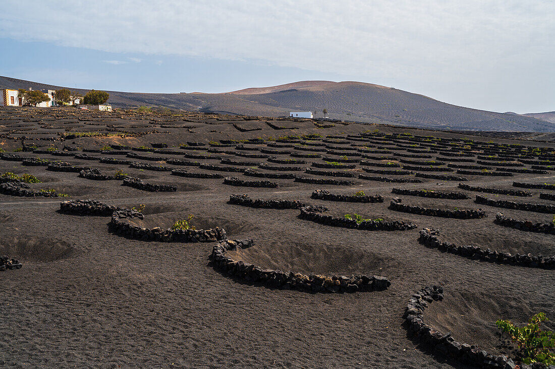 La Geria, Lanzarote's main wine region, Canary Islands, Spain\n