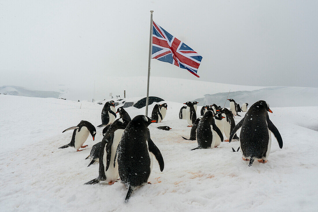 Gentoo penguins (Pygoscelis papua), Port Lockroy British Antarctic Base, Wiencke Island, Antarctica.\n