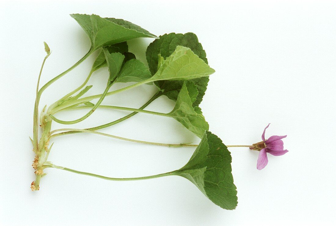 Ein Veilchen (oberirdischer Pflanzenteil; lat. Viola odorata)