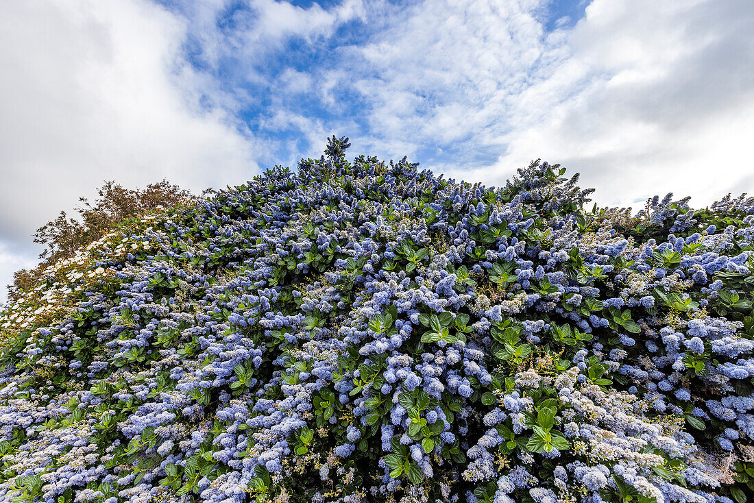 USA, California, Sausalito, Blue blossom plant blooming in springtime\n