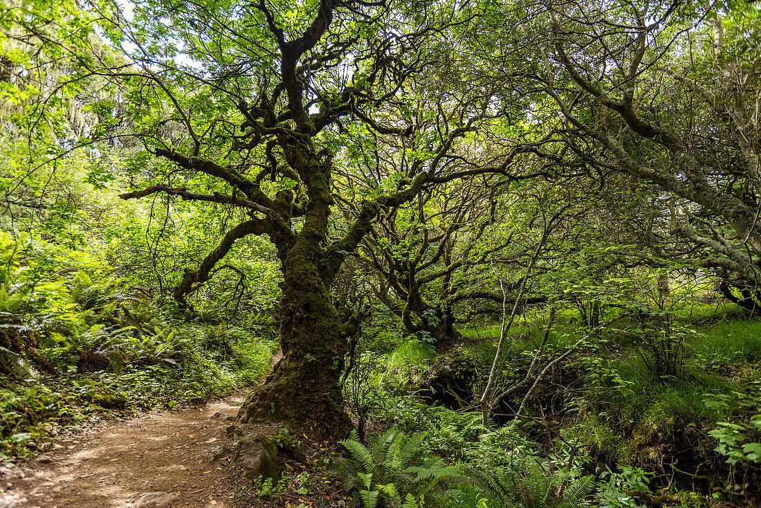 Tree next to hiking trail\n