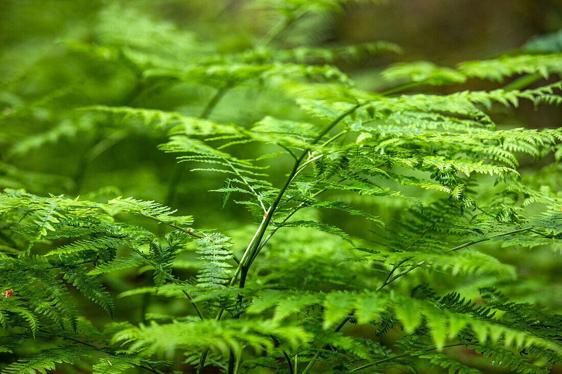 Close-up of fern leaves in forest\n