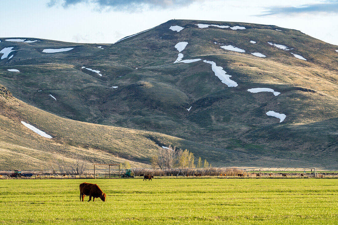 USA, Idaho, Bellevue, Domestic cattle grazing in pasture near mountains\n