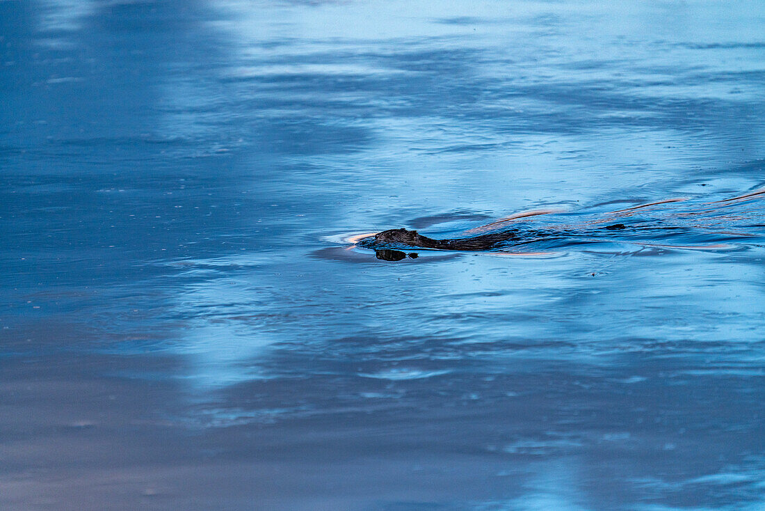 Beaver swimming in blue water\n