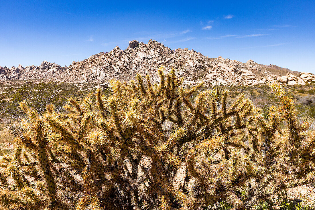 USA, California, Barstow, San Bernardino County, Mojave National Preserve, Staghorn Cholla cactus in Mojave desert\n