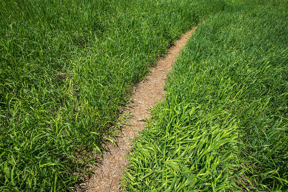 Path among fresh green grass\n