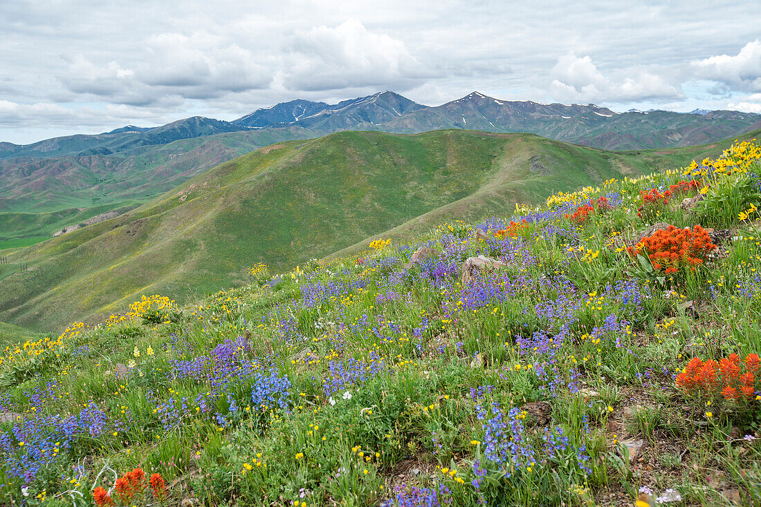USA, Idaho, Hailey, Scenic landscape with wildflowers along Carbonate Mountain Trail\n