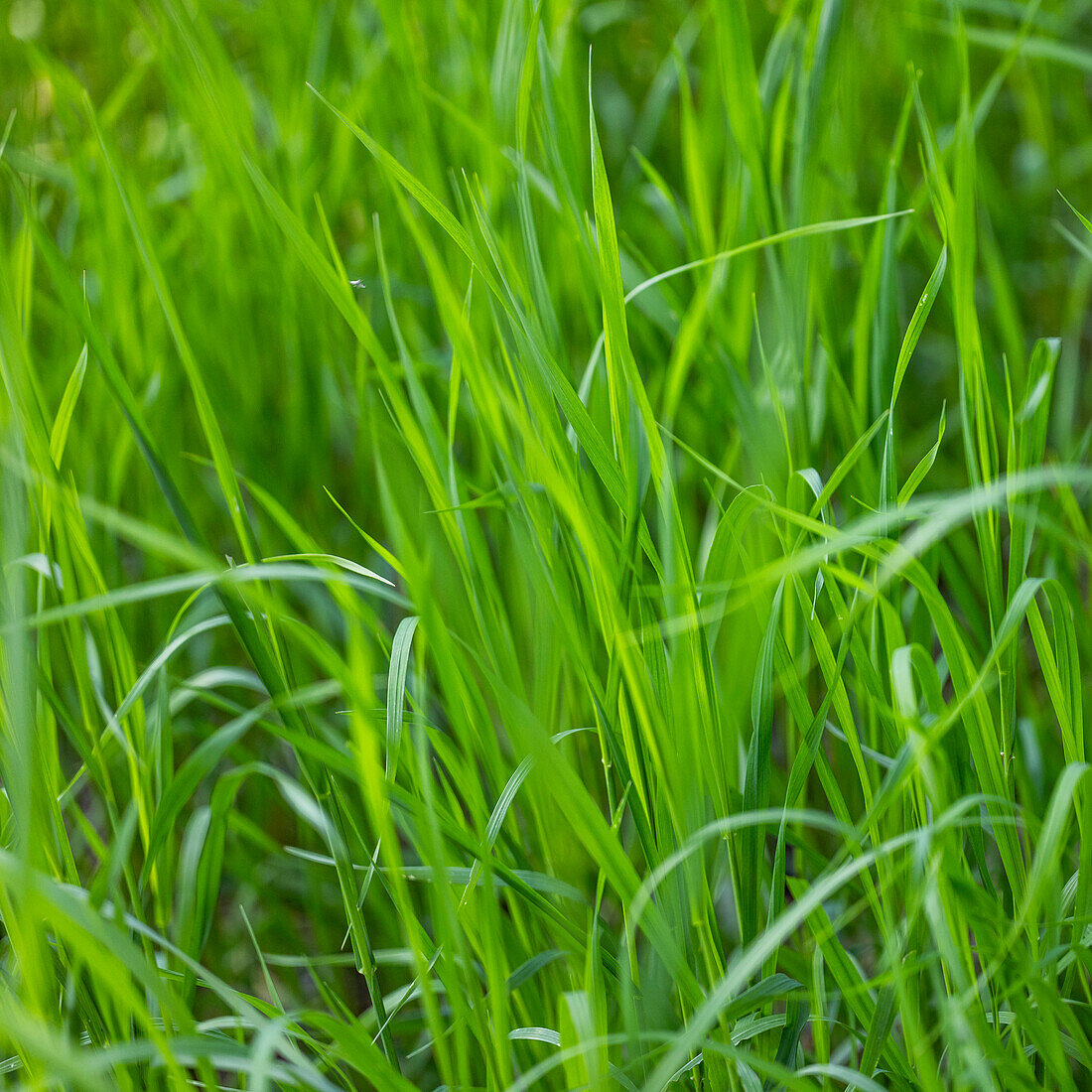 Full frame of green blades of grass\n
