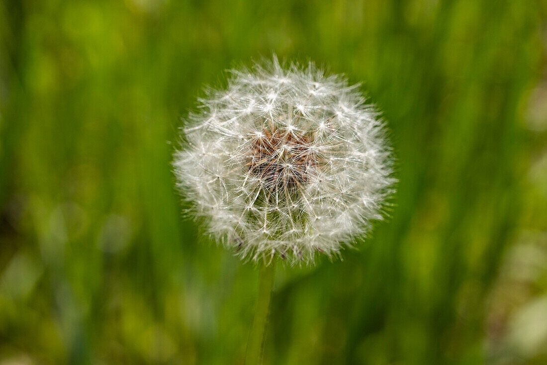 Close-up of dandelion seed pod in meadow\n