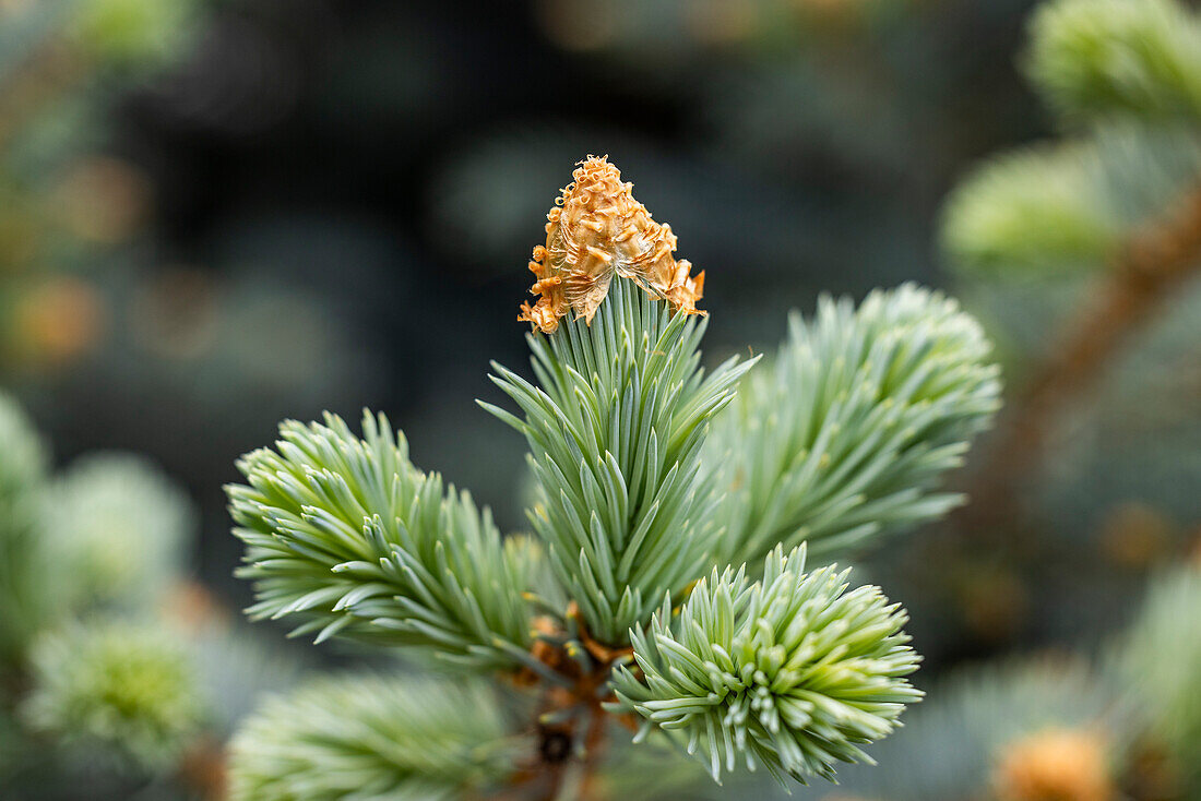 Nahaufnahme von Kiefernknospen im Wald