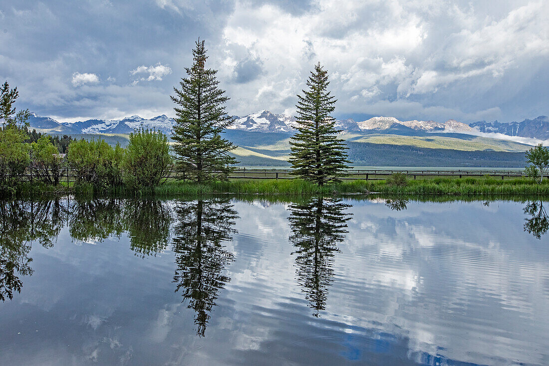 USA, Idaho, Stanley, Pine trees reflected in pond on sunny day\n