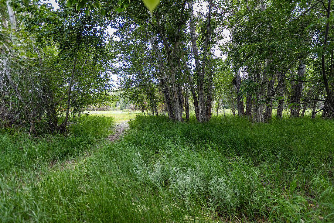 Tranquil view of wild grass in forest\n