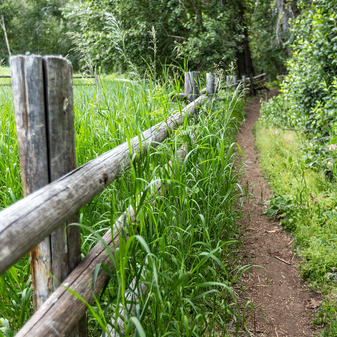 Leerer Fußweg neben einem Gitterzaun mit Gras