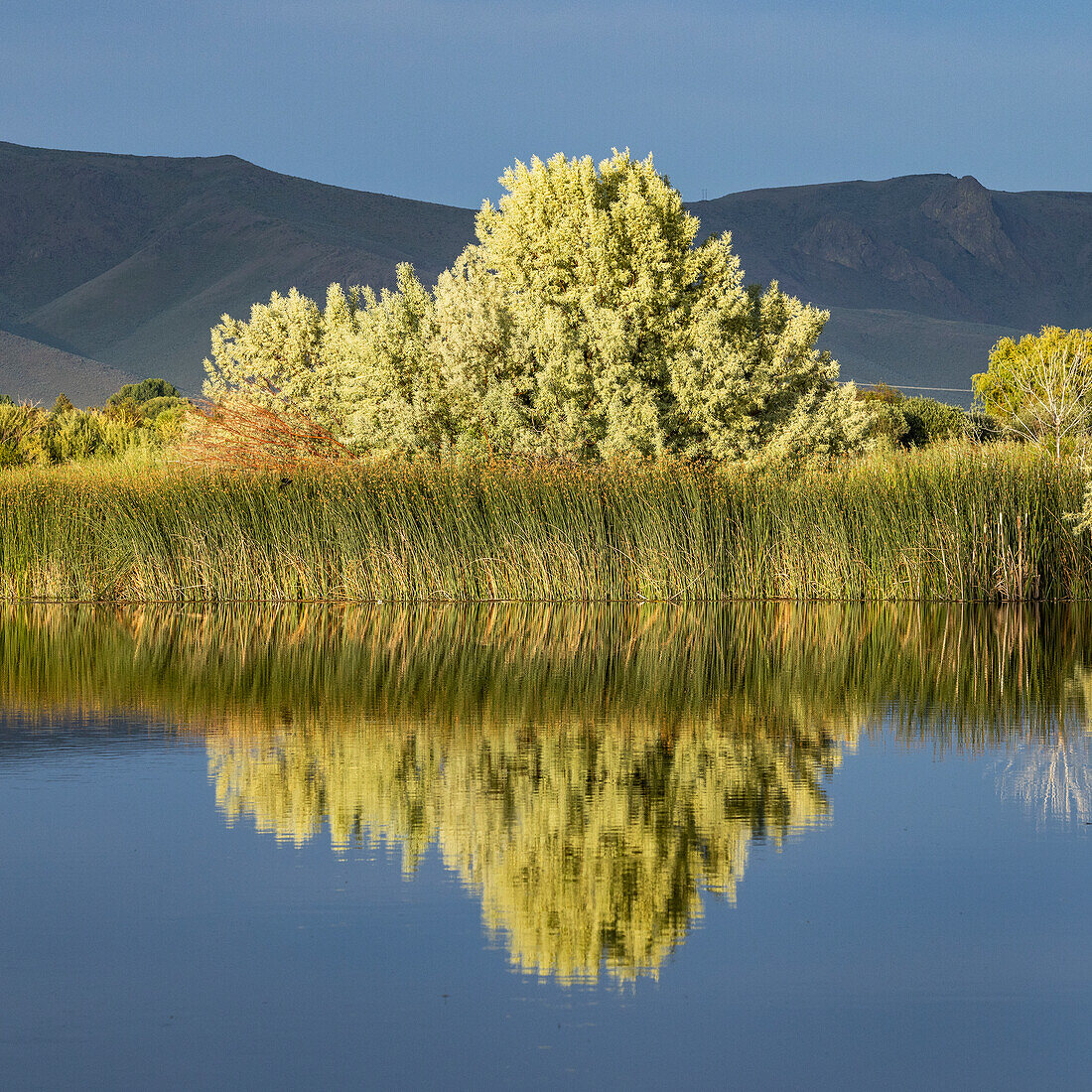 USA, Idaho, Bellevue, Landscape view with tree reflecting in water surface\n