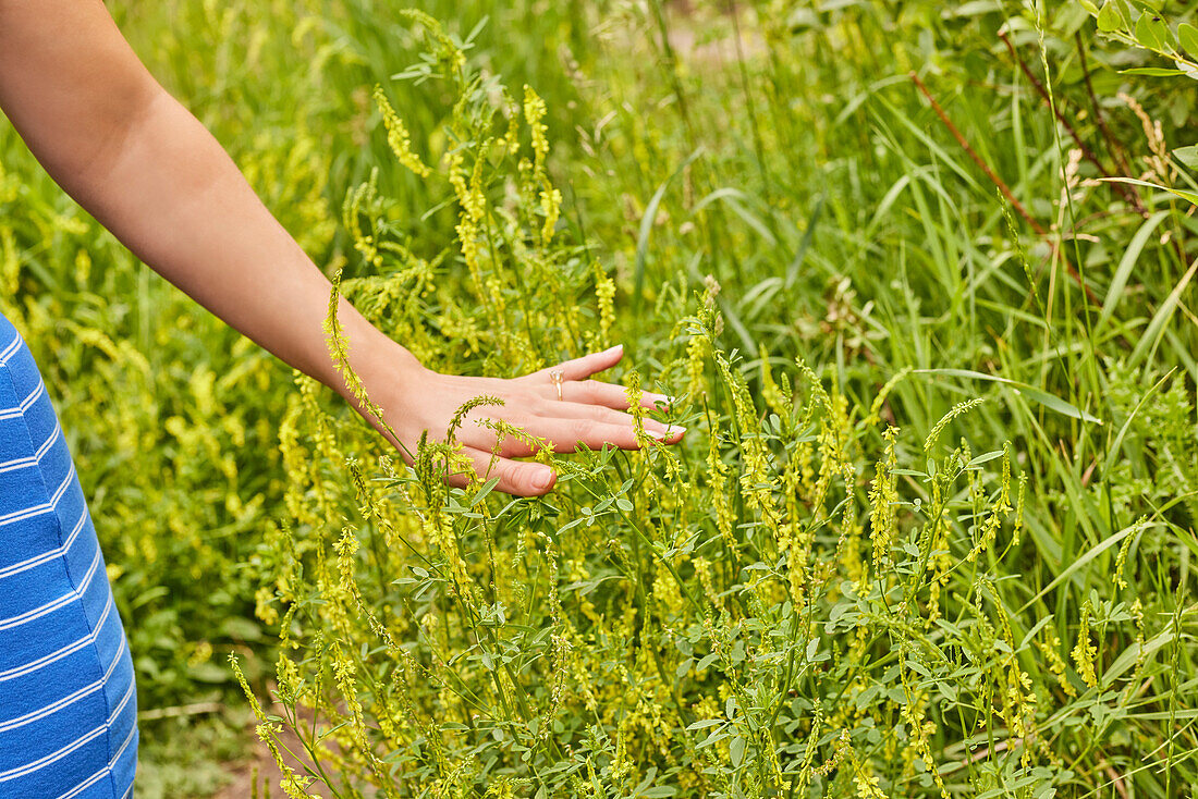 Close-up of young woman touching grass\n