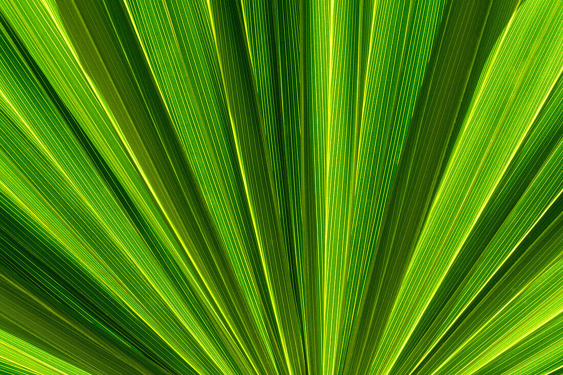 Nahaufnahme eines symmetrischen grünen Palmwedels