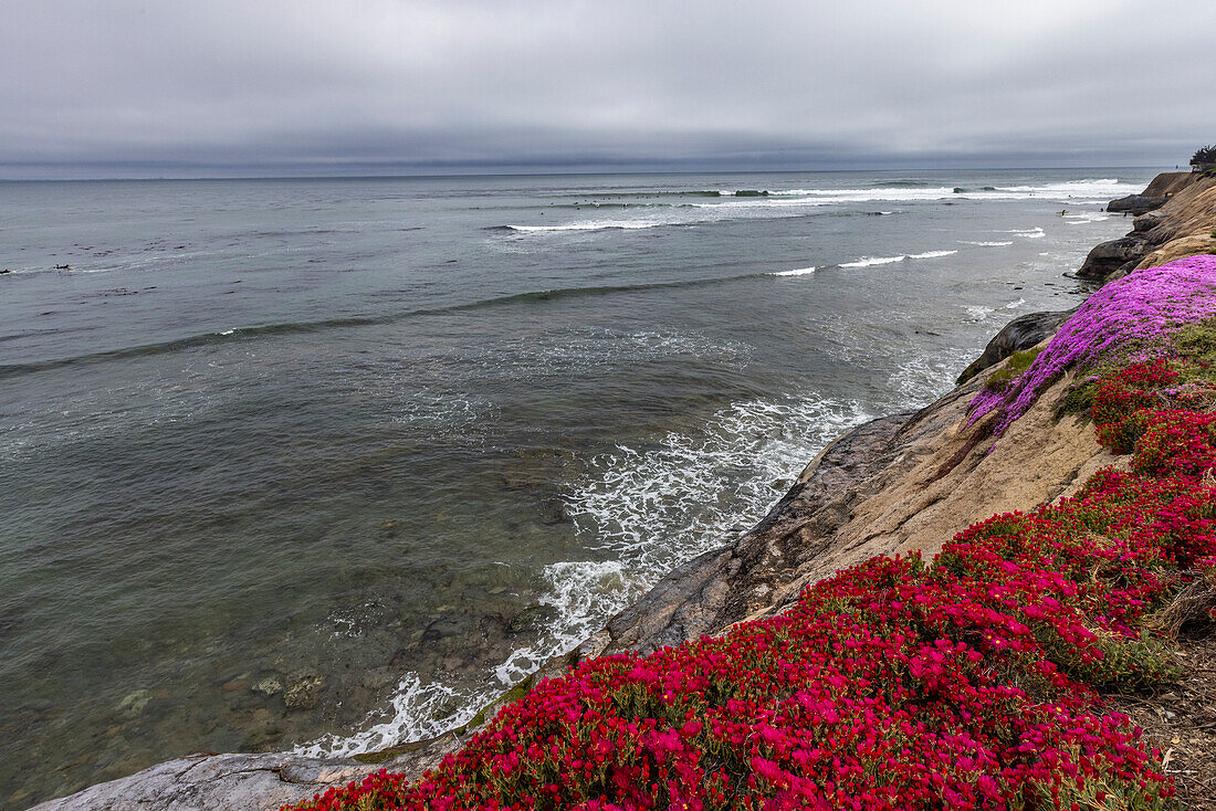 USA, California, Santa Cruz, Blooming wildflowers on rocky coast\n