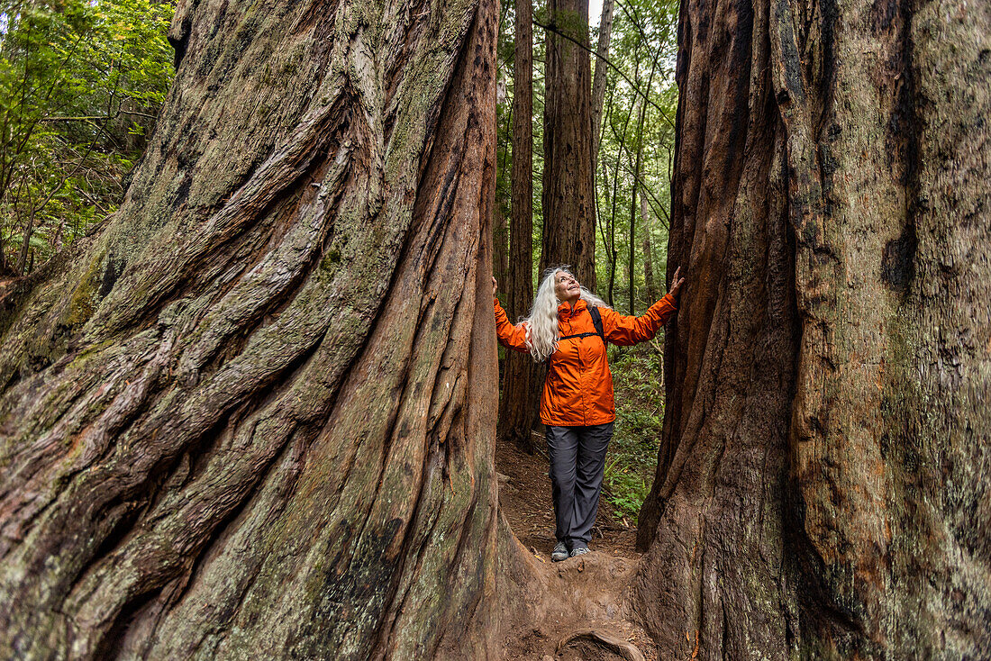 USA, California, Stinson Beach, Senior woman touching large redwood trees on hike\n