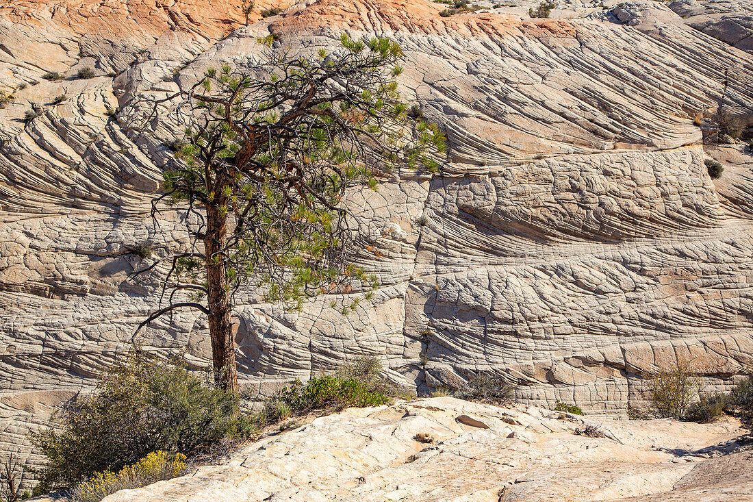 Eine Pinyon-Kiefer wächst in Navajo-Sandsteinfelsen im Grand Staircase-Escalante National Monument in Utah.