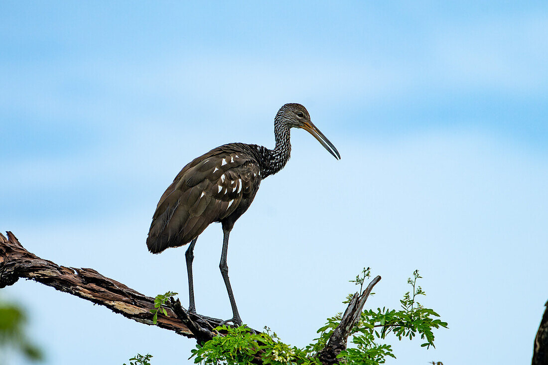 Ein Limpkin, Aramus guarauna, sitzt in einem Baum am New River im Orange Walk District von Belize.